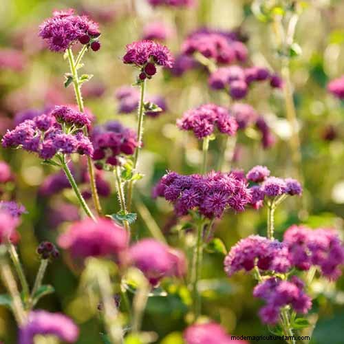 Ageratum Care: Growing & Maintaining Floss Flowers