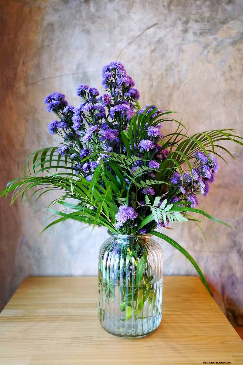 Ageratum Care: Growing & Maintaining Floss Flowers