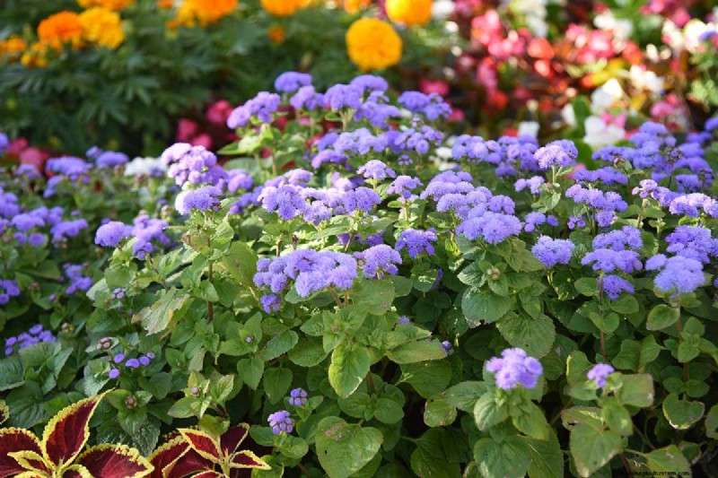 Ageratum Care: Growing & Maintaining Floss Flowers