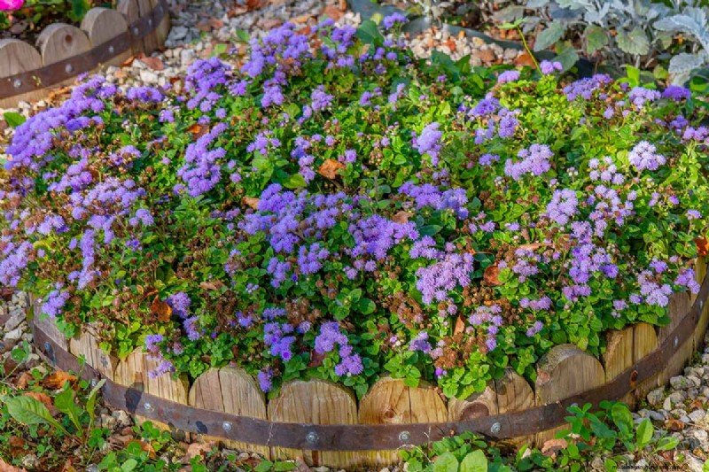Ageratum Care: Growing & Maintaining Floss Flowers