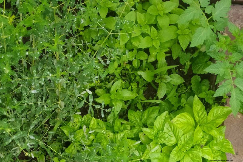Vigorous Herbs: 21 Cultivatable Options & Careful Growing Tips
