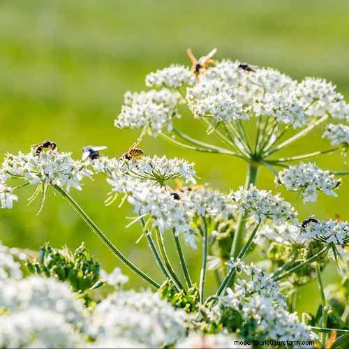 Vigorous Herbs: 21 Cultivatable Options & Careful Growing Tips