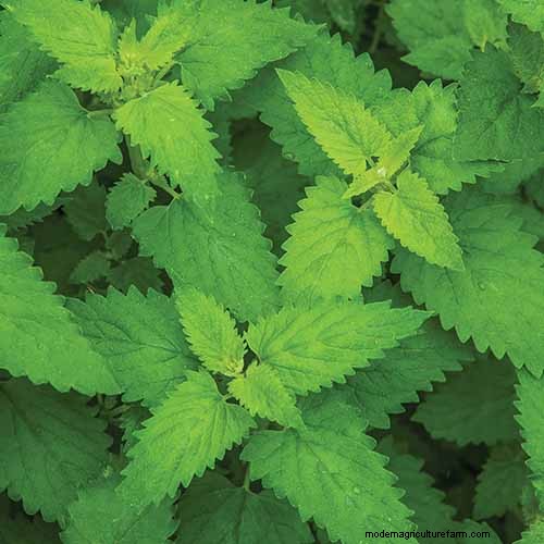 Vigorous Herbs: 21 Cultivatable Options & Careful Growing Tips