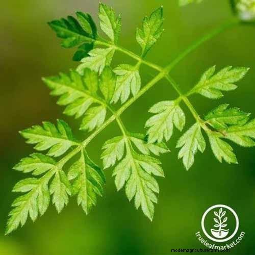 Vigorous Herbs: 21 Cultivatable Options & Careful Growing Tips
