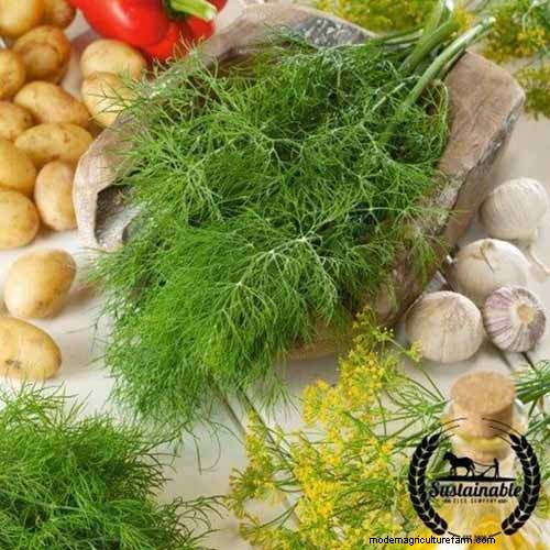 Vigorous Herbs: 21 Cultivatable Options & Careful Growing Tips