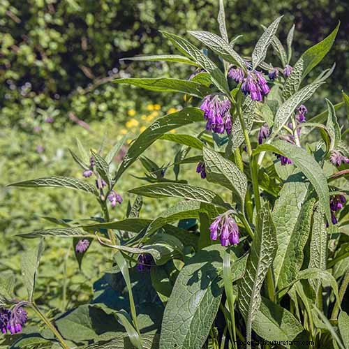 Vigorous Herbs: 21 Cultivatable Options & Careful Growing Tips