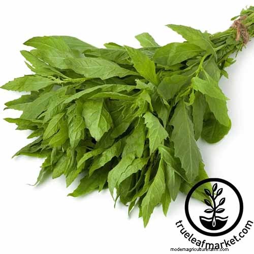 Vigorous Herbs: 21 Cultivatable Options & Careful Growing Tips