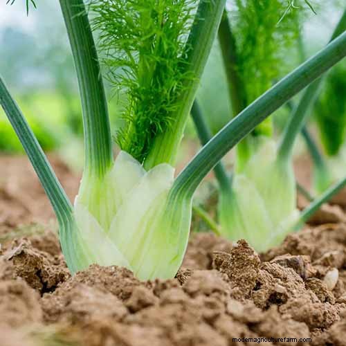 Vigorous Herbs: 21 Cultivatable Options & Careful Growing Tips