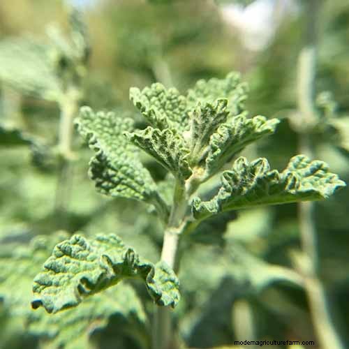 Vigorous Herbs: 21 Cultivatable Options & Careful Growing Tips
