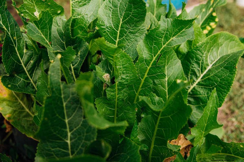 Vigorous Herbs: 21 Cultivatable Options & Careful Growing Tips