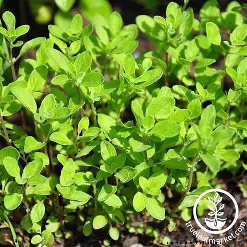 Vigorous Herbs: 21 Cultivatable Options & Careful Growing Tips