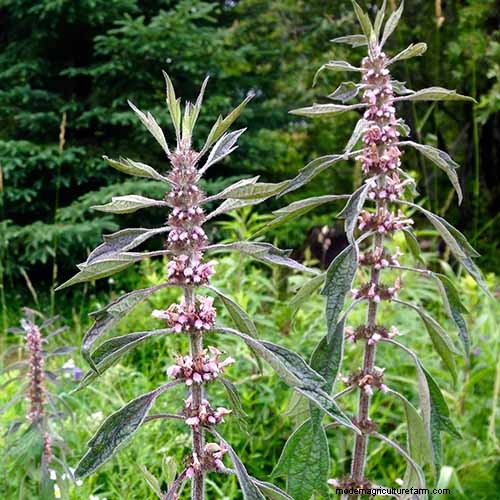 Vigorous Herbs: 21 Cultivatable Options & Careful Growing Tips