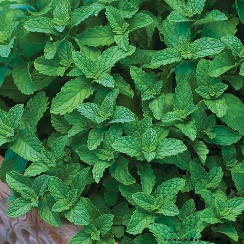 Vigorous Herbs: 21 Cultivatable Options & Careful Growing Tips