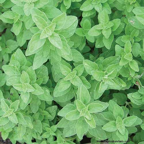 Vigorous Herbs: 21 Cultivatable Options & Careful Growing Tips