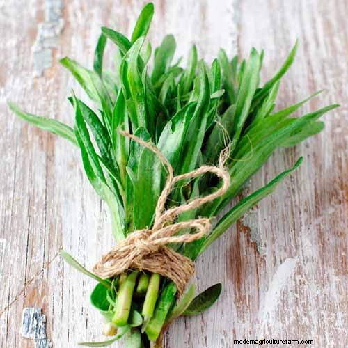 Vigorous Herbs: 21 Cultivatable Options & Careful Growing Tips