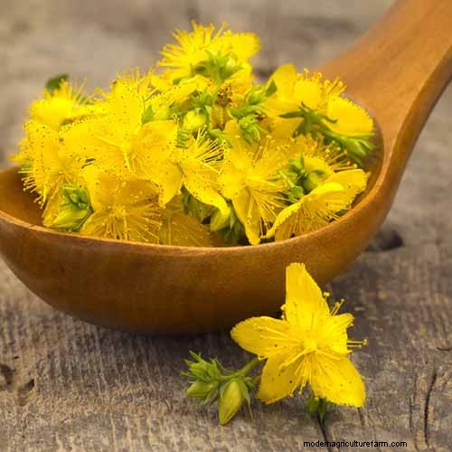 Vigorous Herbs: 21 Cultivatable Options & Careful Growing Tips