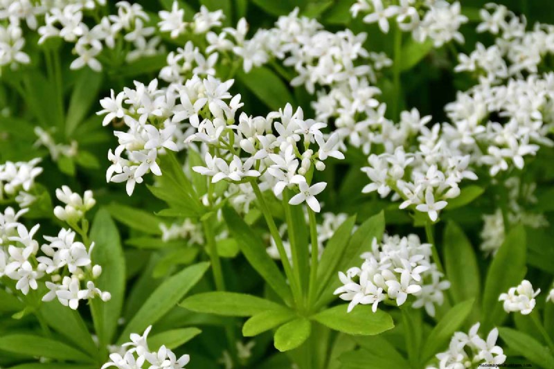 Vigorous Herbs: 21 Cultivatable Options & Careful Growing Tips