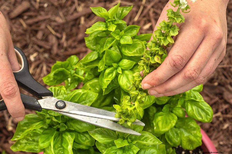 Vigorous Herbs: 21 Cultivatable Options & Careful Growing Tips