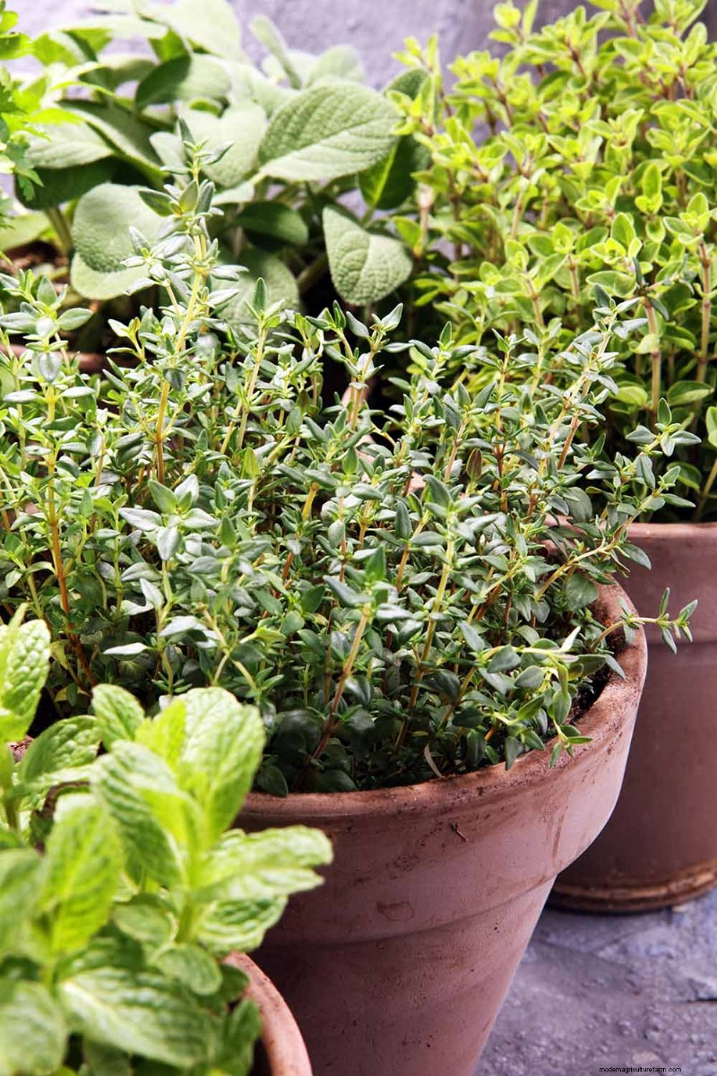 Vigorous Herbs: 21 Cultivatable Options & Careful Growing Tips