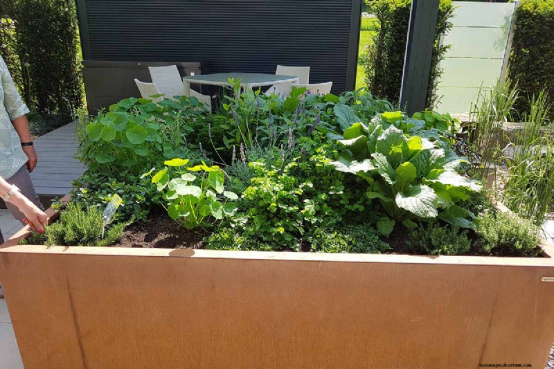 Vigorous Herbs: 21 Cultivatable Options & Careful Growing Tips
