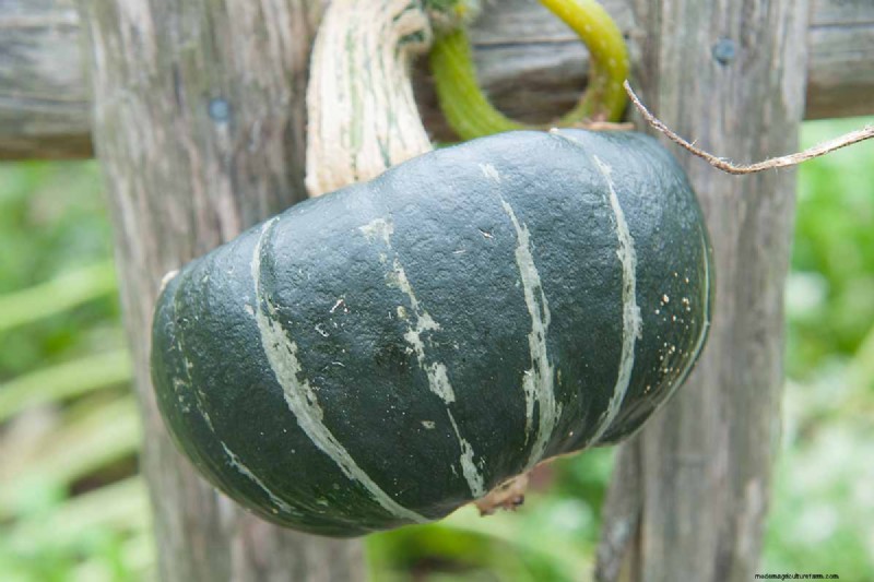 Buttercup Squash: Planting, Growing & Storage Guide