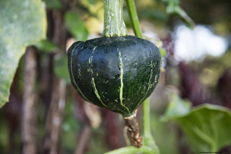 Buttercup Squash: Planting, Growing & Storage Guide