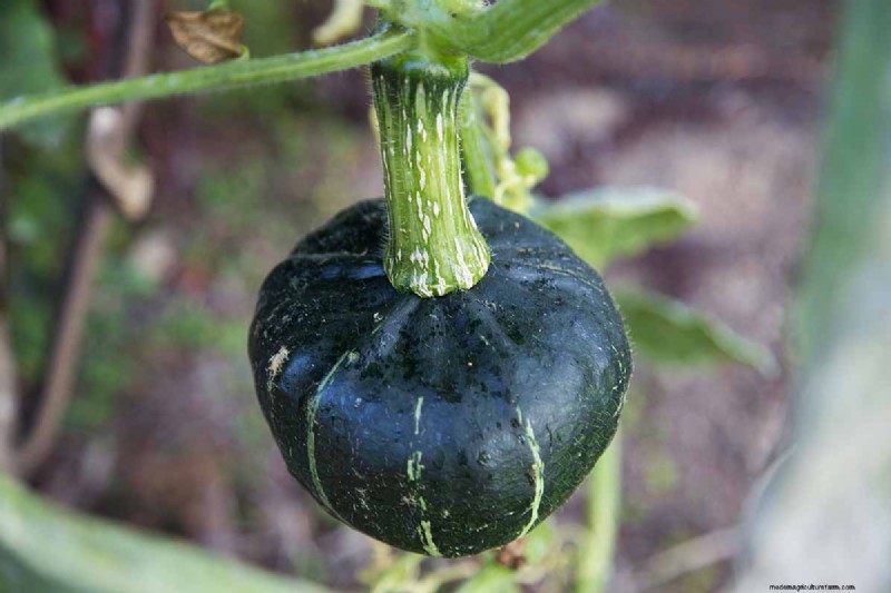 Buttercup Squash: Planting, Growing & Storage Guide