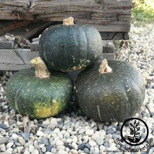 Buttercup Squash: Planting, Growing & Storage Guide