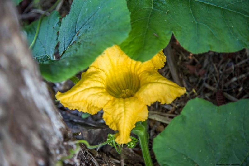 Buttercup Squash: Planting, Growing & Storage Guide