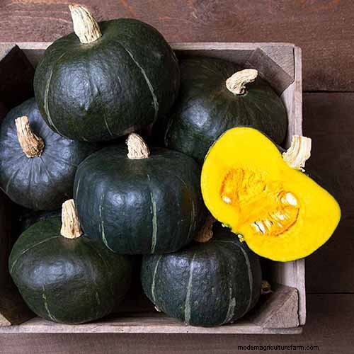 Buttercup Squash: Planting, Growing & Storage Guide