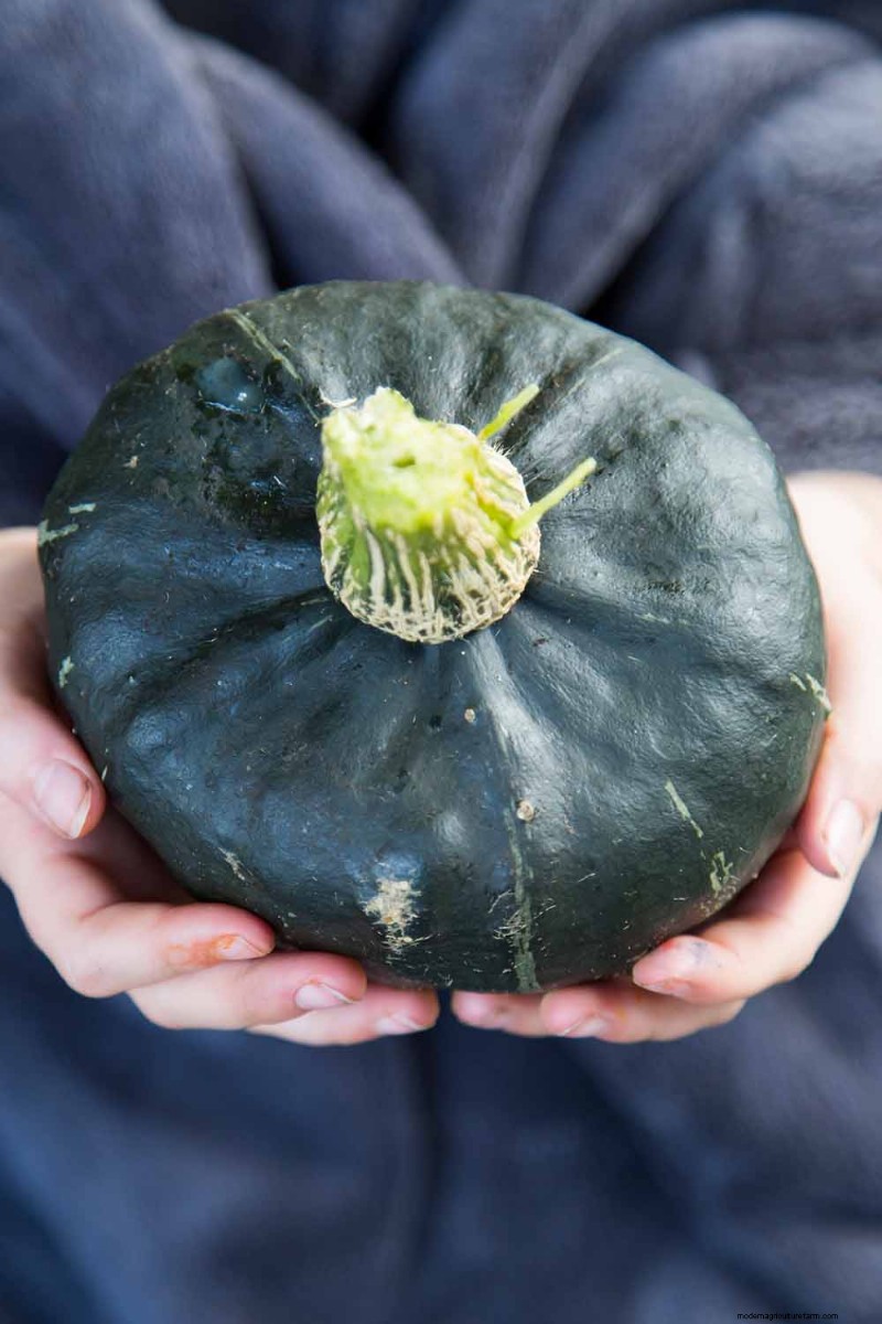 Buttercup Squash: Planting, Growing & Storage Guide