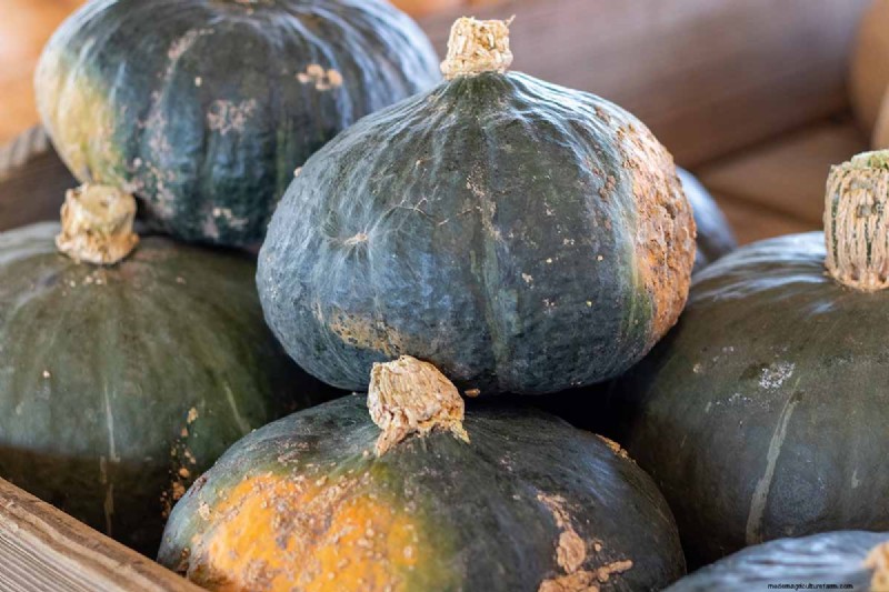 Buttercup Squash: Planting, Growing & Storage Guide