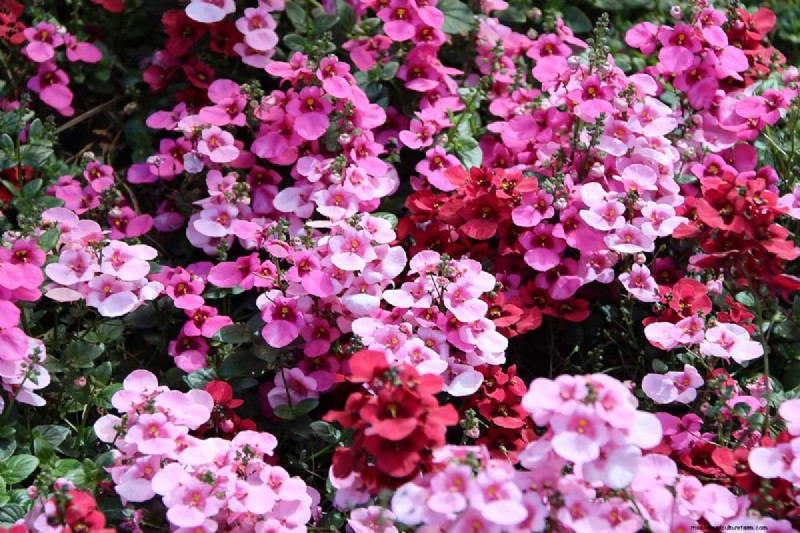 Growing Diascia (Twinspur): A Comprehensive Guide