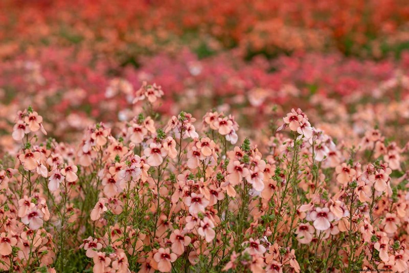 Growing Diascia (Twinspur): A Comprehensive Guide