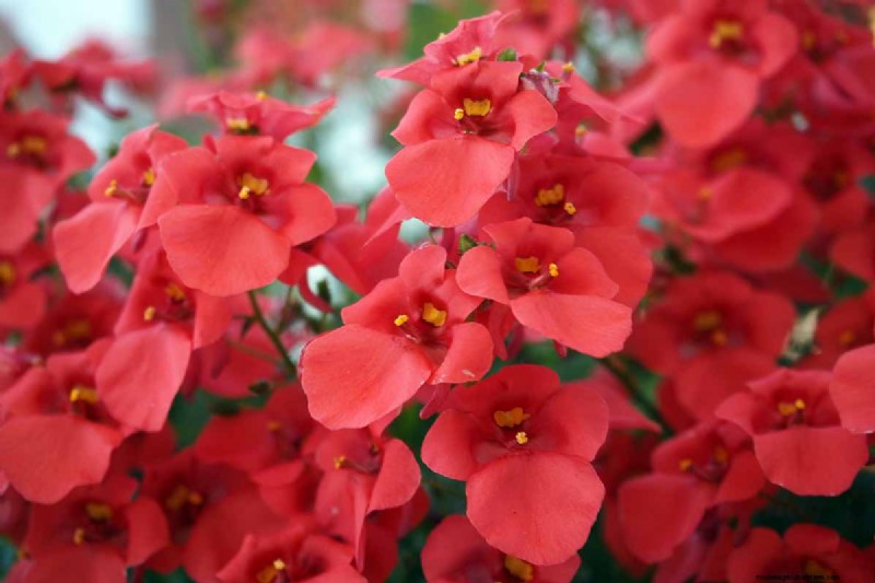 Growing Diascia (Twinspur): A Comprehensive Guide