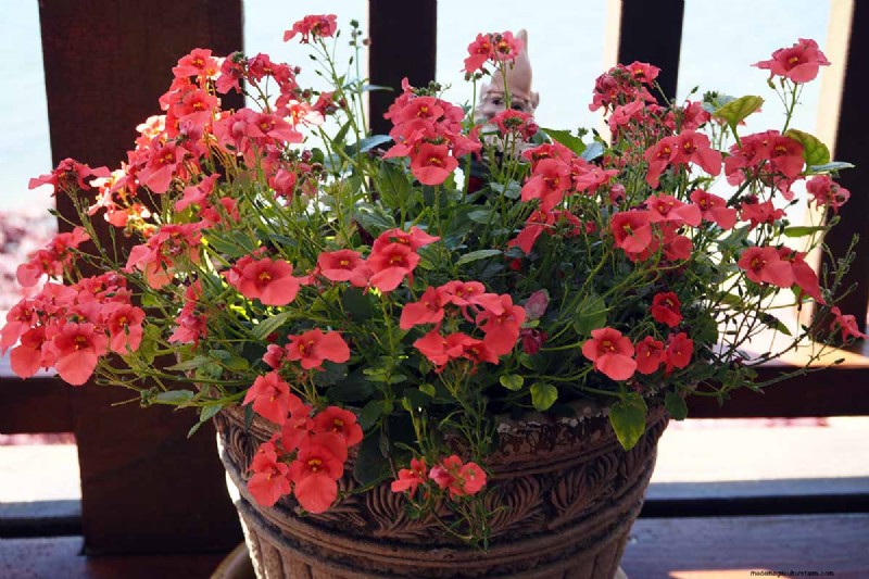 Growing Diascia (Twinspur): A Comprehensive Guide