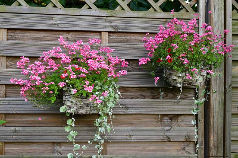 Growing Diascia (Twinspur): A Comprehensive Guide