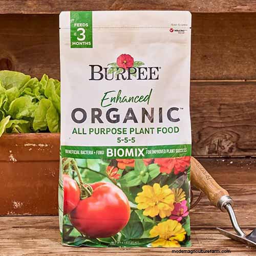 Growing Diascia (Twinspur): A Comprehensive Guide
