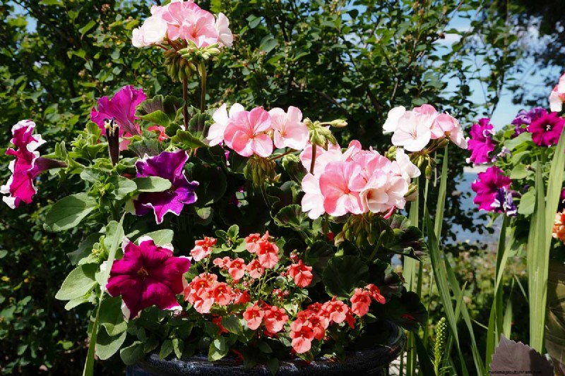 Growing Diascia (Twinspur): A Comprehensive Guide