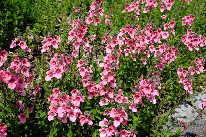 Growing Diascia (Twinspur): A Comprehensive Guide