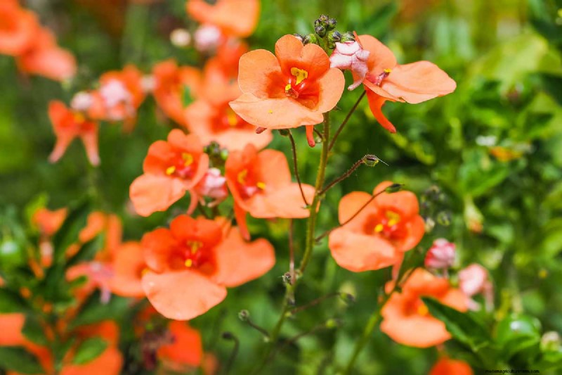 Growing Diascia (Twinspur): A Comprehensive Guide