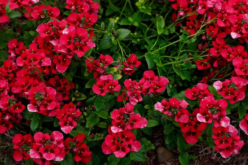 Growing Diascia (Twinspur): A Comprehensive Guide