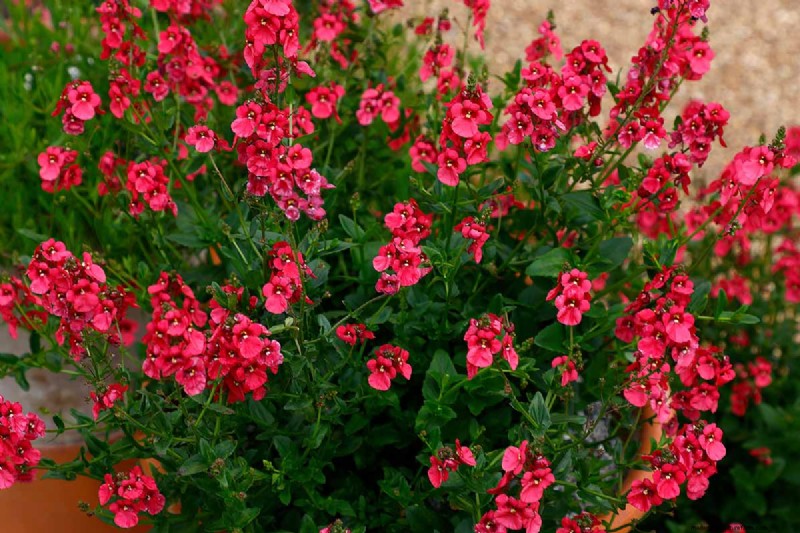 Growing Diascia (Twinspur): A Comprehensive Guide