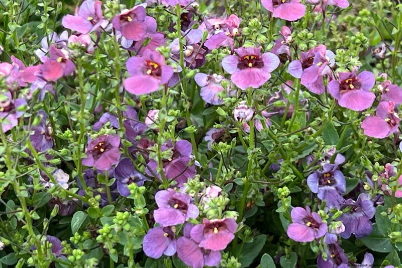 Growing Diascia (Twinspur): A Comprehensive Guide