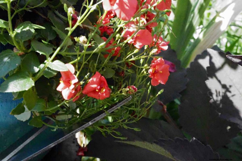 Growing Diascia (Twinspur): A Comprehensive Guide