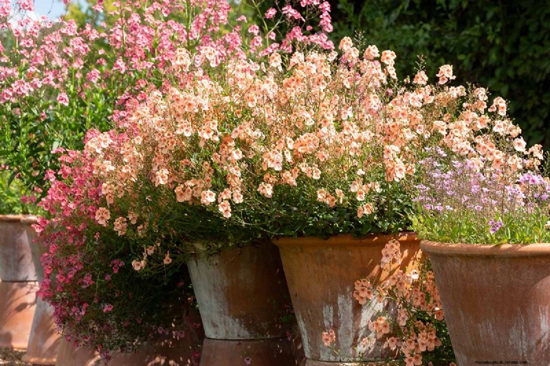 Growing Diascia (Twinspur): A Comprehensive Guide