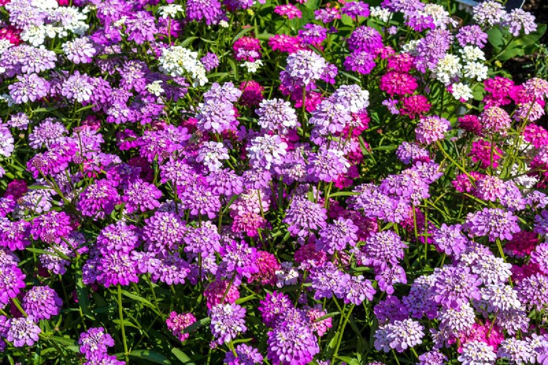 Candytuft (Iberis): Growing & Care Guide for Beautiful Gardens