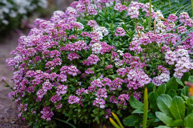 Candytuft (Iberis): Growing & Care Guide for Beautiful Gardens