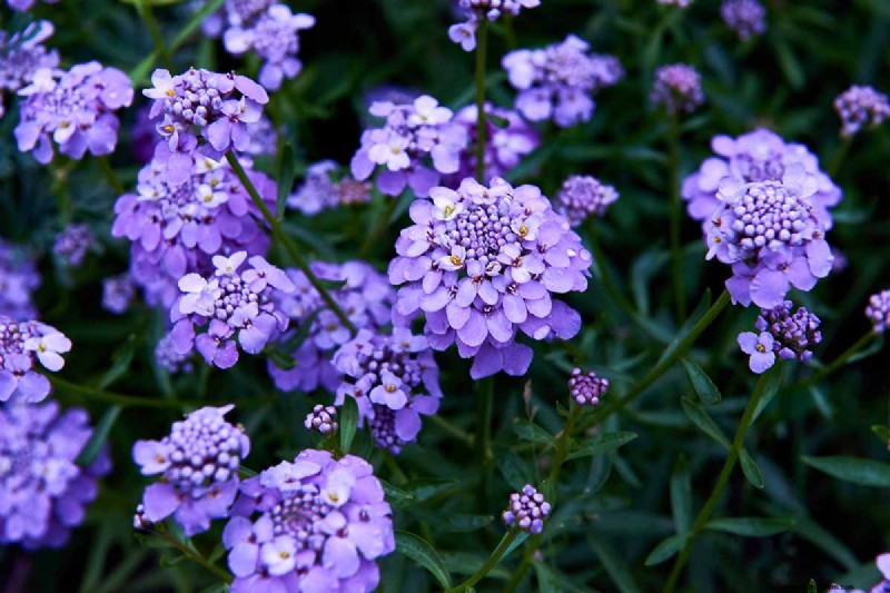 Candytuft (Iberis): Growing & Care Guide for Beautiful Gardens