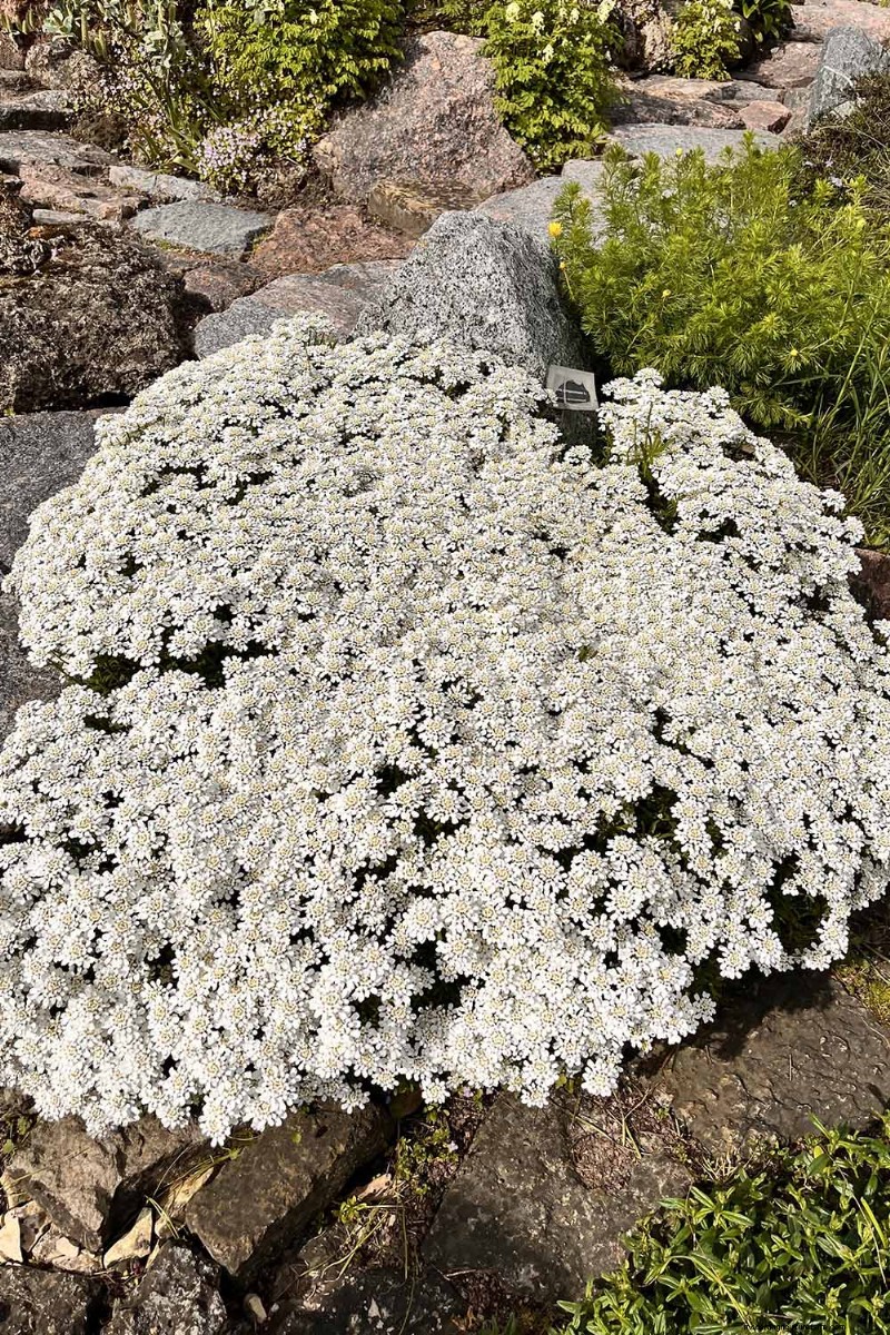 Candytuft (Iberis): Growing & Care Guide for Beautiful Gardens